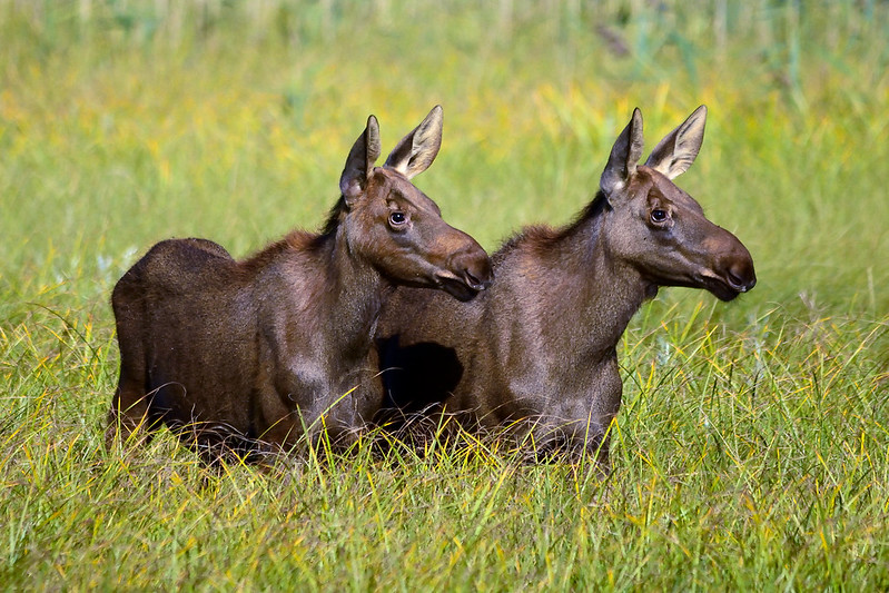 Moose / Elk calves