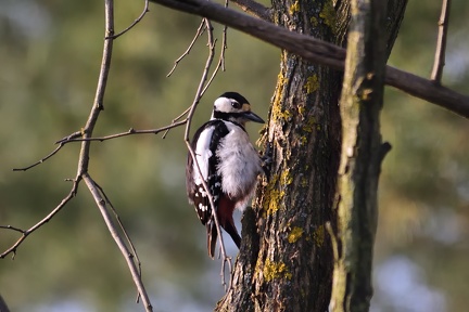 Greater spotted woodpecker (female)