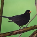 Common blackbird (male)