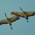 Common cranes