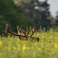 Red deer stag in spring