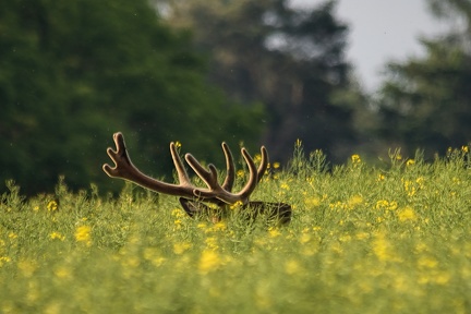 Red deer stag in spring