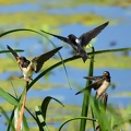 Barn swallows in summer time