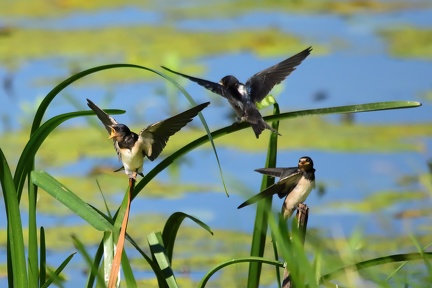Barn swallows in summer time