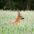 Roe deer buck