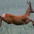 Roe deer buck